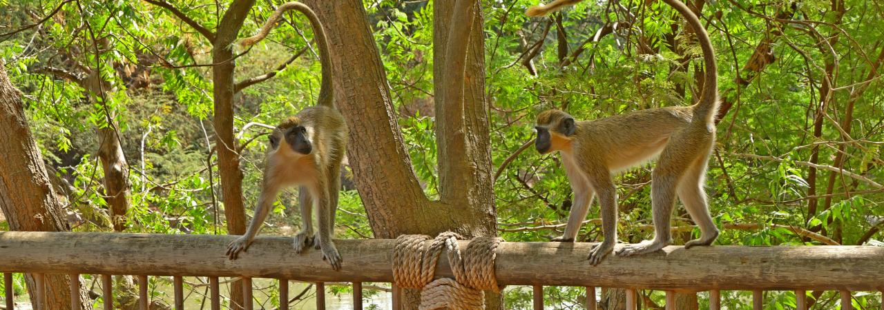 Réserve animalière de Bandia