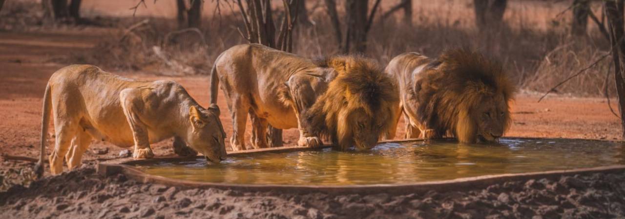 Ranch aux Lions