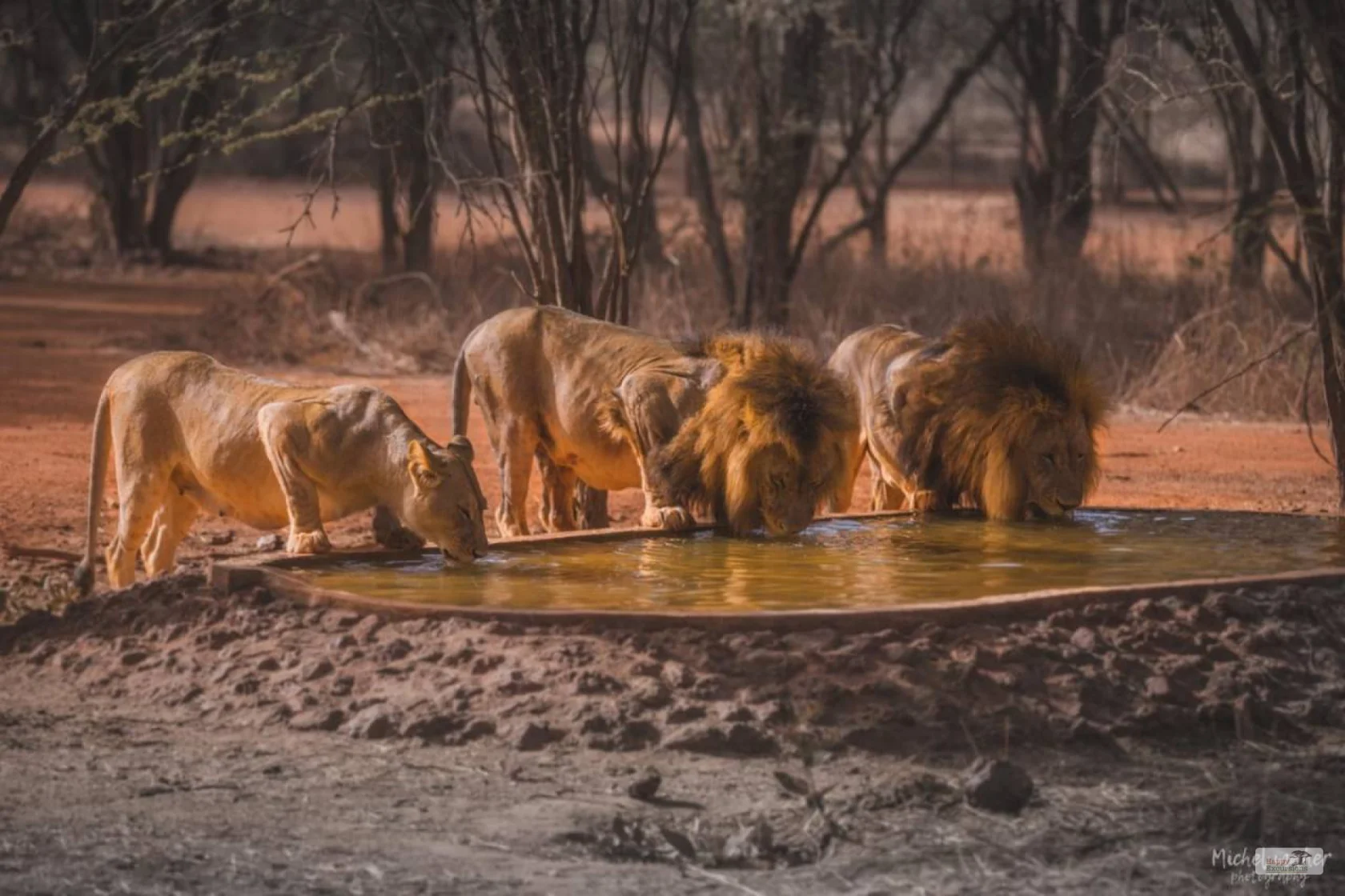 Ranch aux Lions