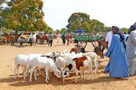 Excursion Journée Brousse et Village typique Sine et Saloum 41