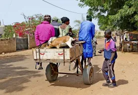 Excursion Journée Brousse et Village typique Sine et Saloum 42