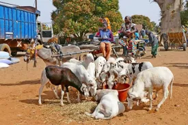 Excursion Journée Brousse et Village typique Sine et Saloum 43