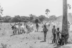 Excursion Journée Brousse et Village typique Sine et Saloum 56