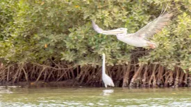 Excursion Journée Brousse et Village typique Sine et Saloum 6