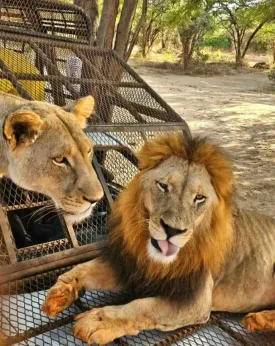 Ranch aux Lions 20