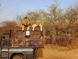 Ranch aux Lions 21