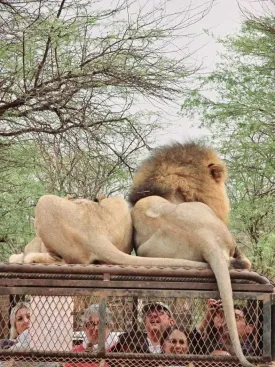 Ranch aux Lions 24
