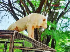 Ranch aux Lions 2