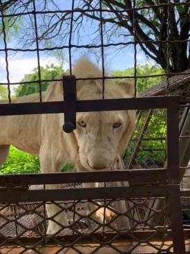 Ranch aux Lions 3