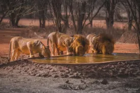 Ranch aux Lions 5