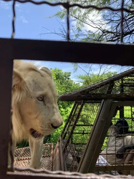 Ranch aux Lions 6
